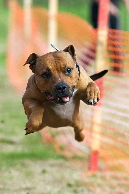 Собака стаффордширский терьер обладает суперспособностями и умеет летать. Правда, это если ее вкусно накормить