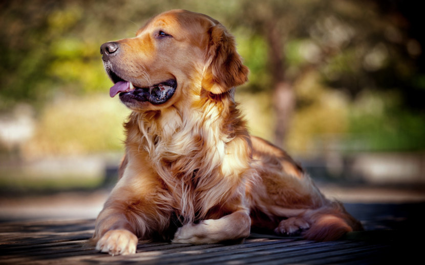Золотистый ретривер: фото, цена щенка, описание породы, характера, внешнего вида и дрессировки