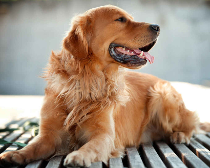 Золотистый ретривер: фото, цена щенка, описание породы, характера, внешнего вида и дрессировки