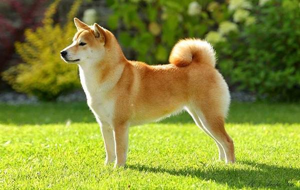 Шиба-ину-собака-Описание-особенности-цена-уход-и-содержание-породы-шиба-ину-23