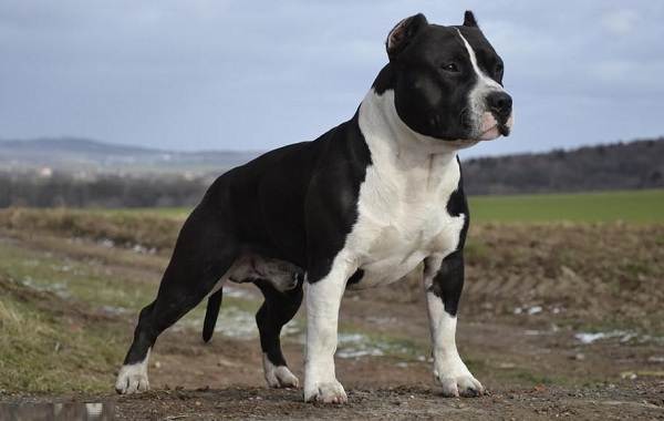 Американский-стаффордширский-терьер-собака-Описание-особенности-уход-и-цена-породы-12
