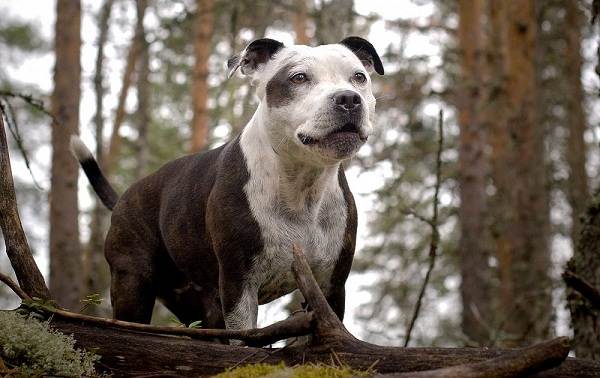 Американский-стаффордширский-терьер-собака-Описание-особенности-уход-и-цена-породы-15