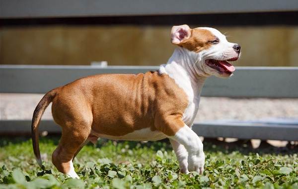 Американский-стаффордширский-терьер-собака-Описание-особенности-уход-и-цена-породы-16