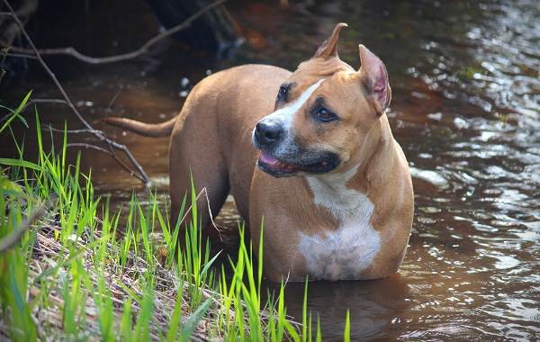 Американский-стаффордширский-терьер-собака-Описание-особенности-уход-и-цена-породы-5