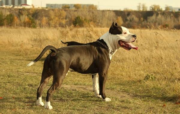 Американский-стаффордширский-терьер-собака-Описание-особенности-уход-и-цена-породы-7