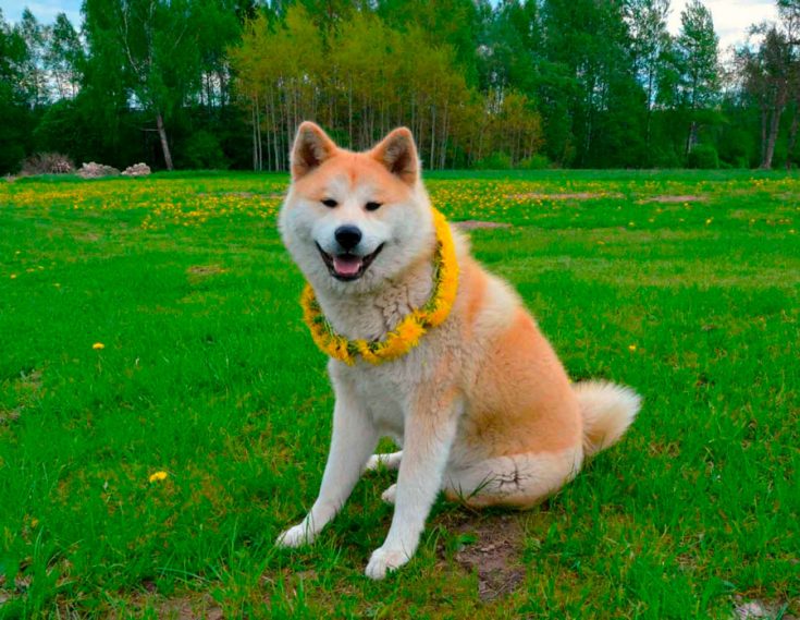 Собака породы Акит-Ину: фото, плюсы и минусы породы, характеристика (рост, вес, окрас шерсти)