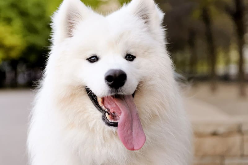 Самоед (самоедская собака): полное описание породы с фото и видео