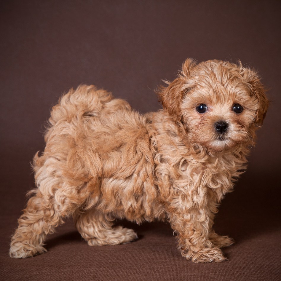 Собака породы мальтипу (фото): цена щенка, описание породы, размеры взрослой собаки