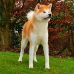 Собака породы Акит-Ину: фото, плюсы и минусы породы, характеристика (рост, вес, окрас шерсти)