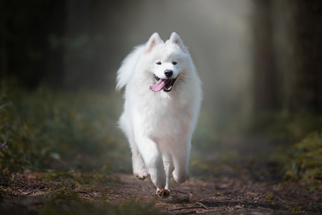Самоед (самоедская собака): полное описание породы с фото и видео