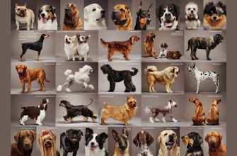 Алфавитный список всех пород - породы собак от А до Я.