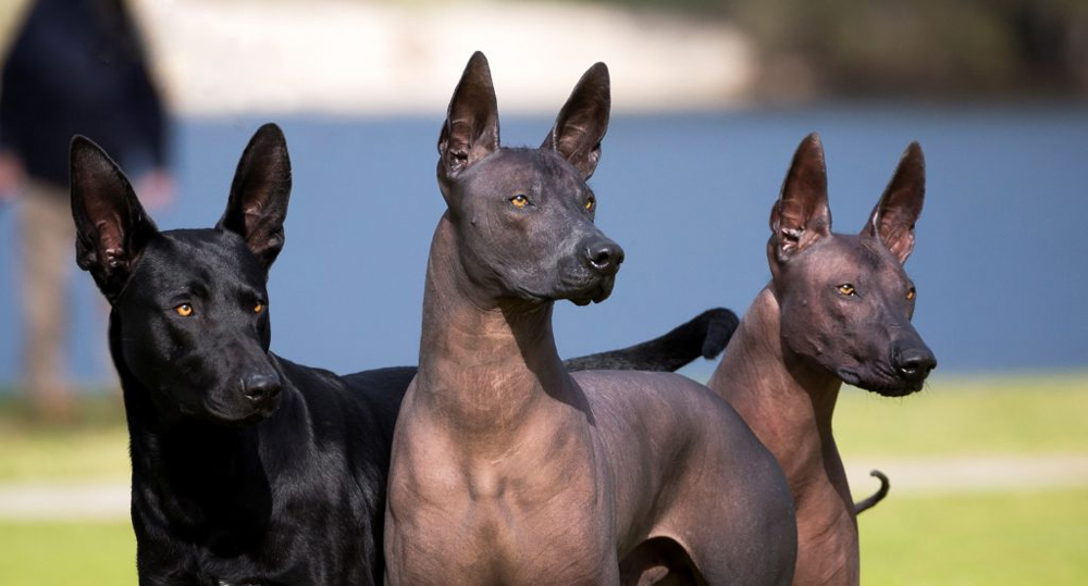 Мексиканская голая собака (Ксолоитцкуинтли) - стандарт породы, характер, уход, воспитание.