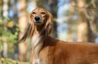Салюки - порода собак, описание, характеристики, фотографии.