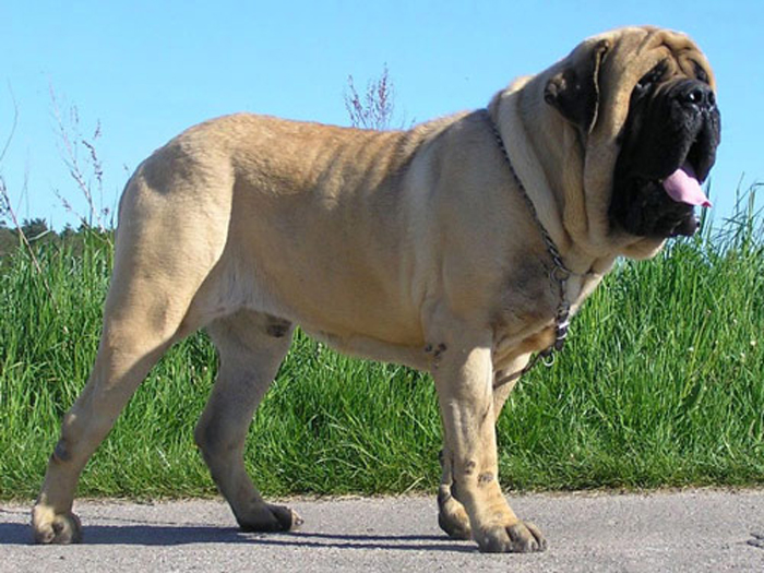 Английский мастиф Зорба, самая большая и тяжелая собака.