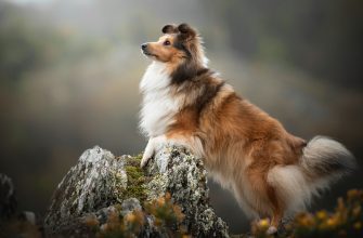 Шелти собака - подробный обзор породы (стандарт внешности, темперамент, уход).