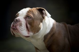 Порода собак Американский бульдог, внешность, особенности характера, воспитание собак, уход и кормление, цена щенков.