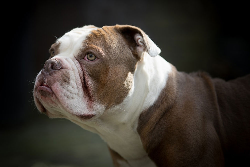 Порода собак Американский бульдог, внешность, особенности характера, воспитание собак, уход и кормление, цена щенков.