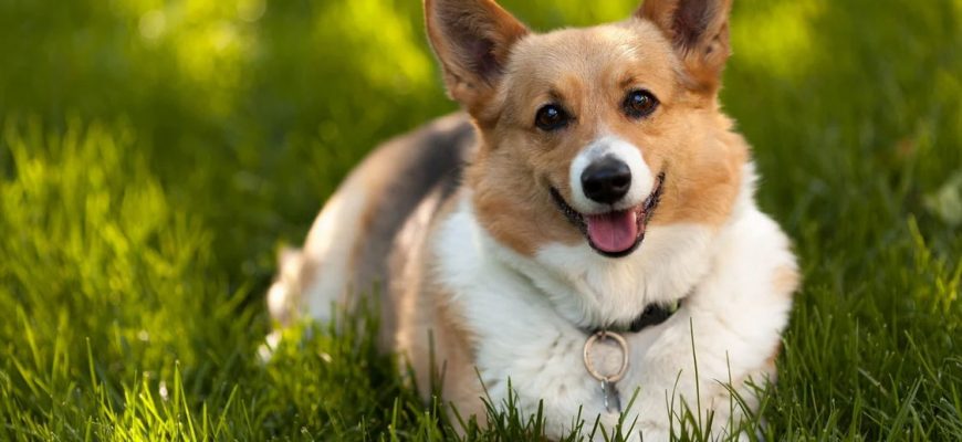 Что за собачки Вельш-корги-пемброк, характеристика породы, внешность собак, особенности темперамента, уход и воспитание, цена щенка